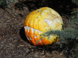 Prehistoric carved Pumpkin,  Nipomo Pumpkin Patch best carving idea